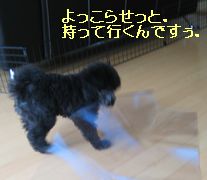 あたらしい遊び（生後８６日）_b0073589_030471.jpg