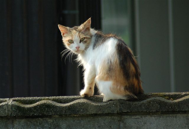 家の周りは猫、犬の世界_e0056537_14354150.jpg