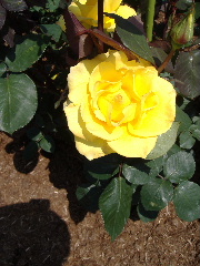 バラの丘フェスタ_f0082141_21585256.jpg