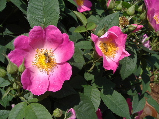 バラの丘フェスタ_f0082141_21593060.jpg