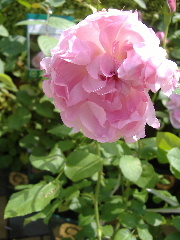 バラの丘フェスタ_f0082141_22205365.jpg