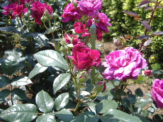 バラの丘フェスタ_f0082141_2292560.jpg