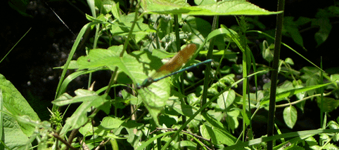 c0042548_2232267.gif