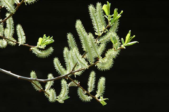 桧原湖の水芭蕉_f0089349_8152882.jpg