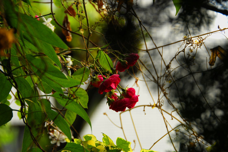 白香り　緑の雨に　赤い薔薇_a0031363_519154.jpg