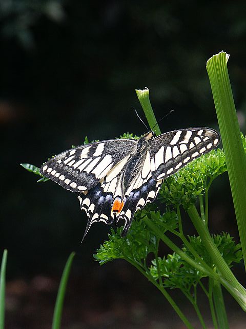 アゲハチョウ_e0010568_131131100.jpg