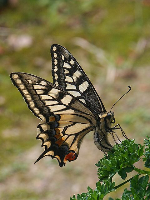 アゲハチョウ_e0010568_13121225.jpg