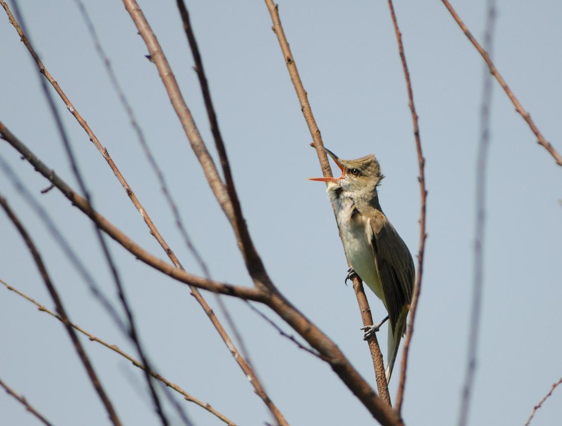 束の間の鳥見_c0036878_1522198.jpg