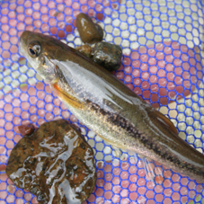 夏休みは多摩川で「ガサガサ」しない?_f0100215_20344937.jpg