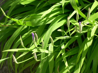 d0068023_18142.jpg