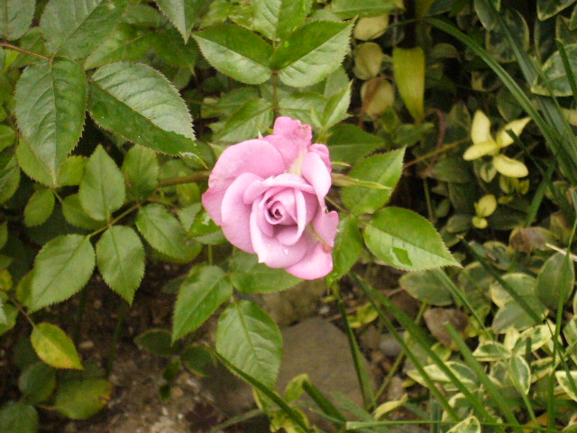 d0000324_16444942.jpg