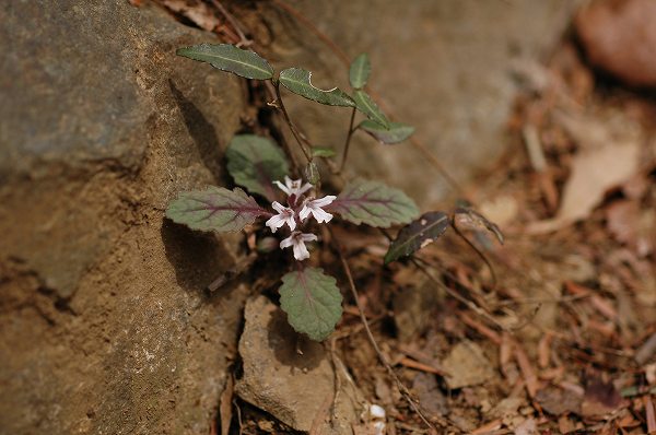 c0027027_21455390.jpg