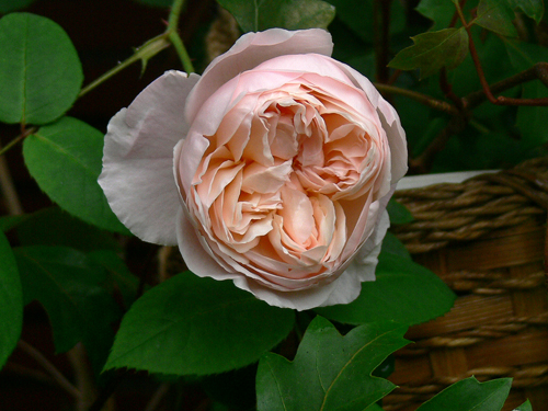 セント セシリア 薔薇だより