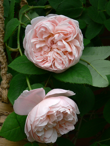 セント セシリア 薔薇だより