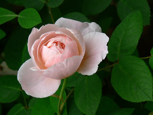 セント セシリア 薔薇だより