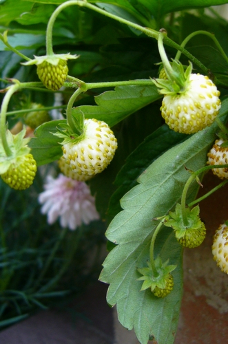 ワイルドストロベリーの白い実 月桂樹 Laurus Nobilis