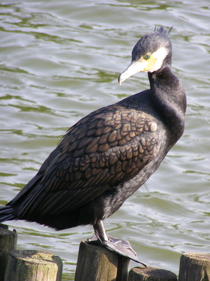 こんなモノ見 つけた ４４ ２羽の黒い鳥さん 河鵜 ナイル商会