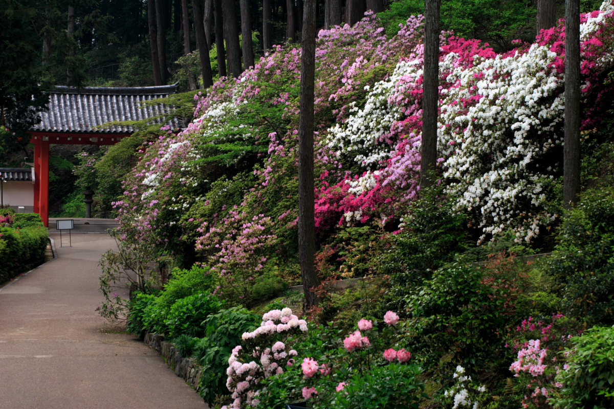 京都　宇治/三室戸寺　1_f0021869_23435070.jpg