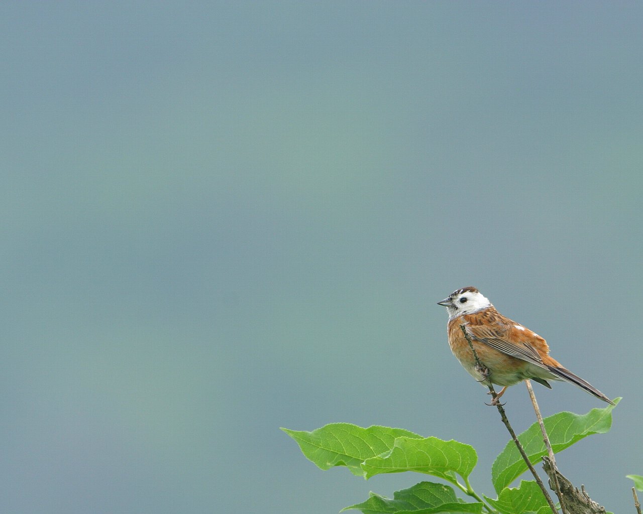 シロガシラ ホオジロ 爽やかな高原と野鳥の壁紙 Life With Birds 3