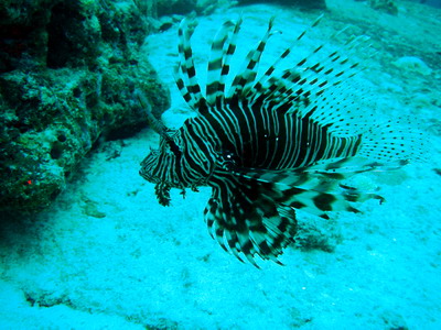 2006/05/01(月) - 2 Dive　No.314 - Sharks Fin Reef　[Similan]_a0002177_232094.jpg