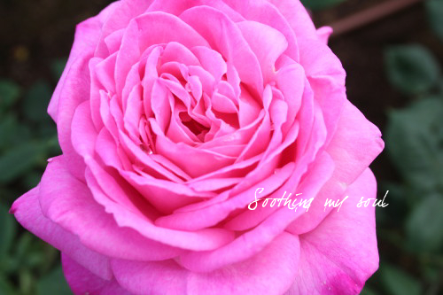 　　sweet rose_b0078082_1711456.jpg