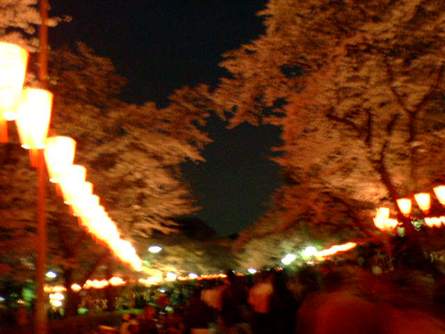 桜２　夜_b0030496_0504546.jpg