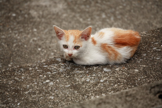 那覇のチビ猫、まんまる。_d0029600_0571030.jpg