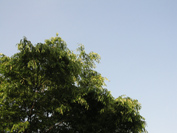 f0061401_165509.jpg