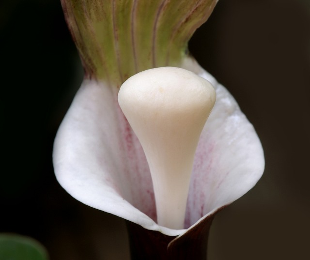 e0039703_23405742.jpg