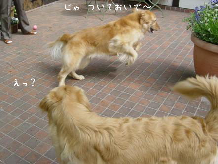 ゴールデン・レトリーバーのゲストは久しぶり_f0064906_11184683.jpg