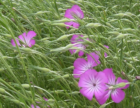 麦なでしこ 花物語