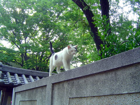 清澄白河(きよすみしらかわ)_c0057821_1405676.jpg
