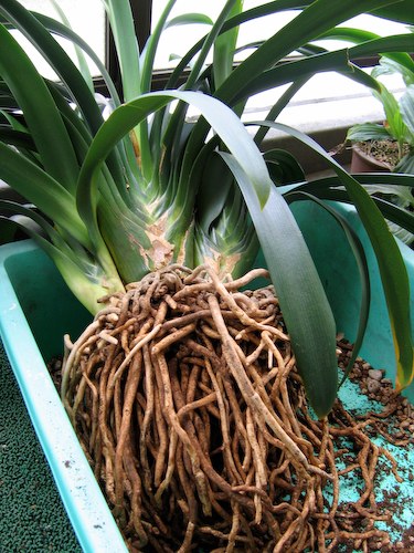 君子蘭の植え替え おらひ日記帳 君子蘭の植え替え おらひ日記帳
