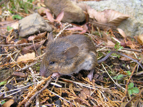 みんな仲間 その５ かわねずみ 環プロものづくり日記