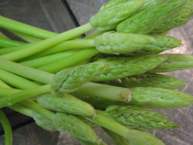 Asperge sauvage(アスパラ ソヴァージュ）_b0077531_22112810.jpg