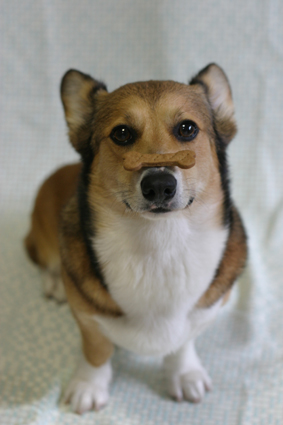 五月雨や　今日は何の日　犬嬉し_b0031538_2024160.jpg