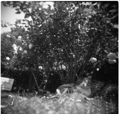 HOLGA モノ　猫_f0067040_1475446.jpg