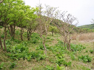 d0048350_1921071.jpg