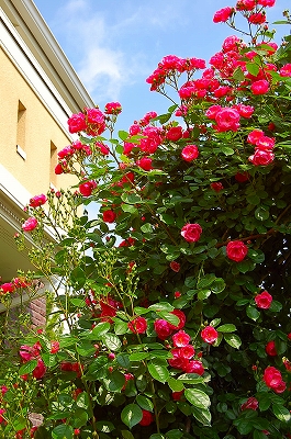 e0025655_51845.jpg