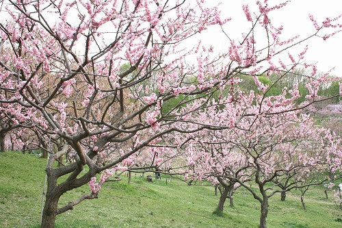 桜に梅に、咲き乱れ_d0012285_0144977.jpg