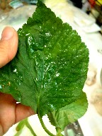f0043911_1431931.jpg