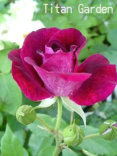 Rose_b0099813_2065661.jpg