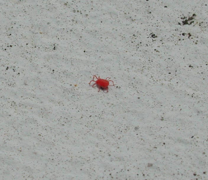 心に強く訴える赤い 小さい クモ マインクラフト画像