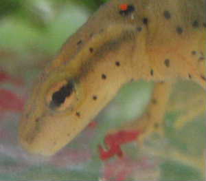 a0044136_915215.jpg