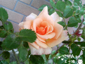 e0031853_19115591.jpg