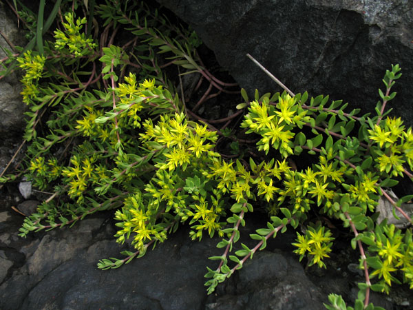 どんな花だって・・・_a0052155_1974570.jpg