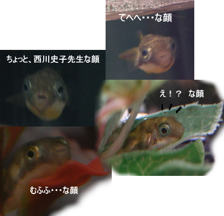 アベニーパファー：　ひぎ日記_a0014770_2254626.jpg