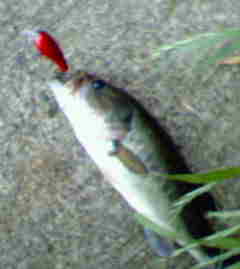 キャップ完成_a0040876_22385633.jpg