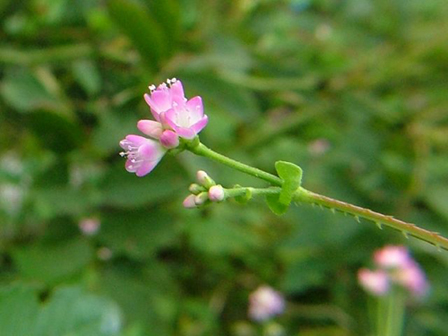 f0094079_112586.jpg