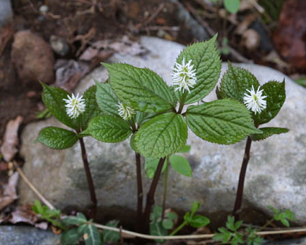 f0094079_114489.jpg